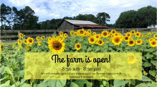Anderson Sunflower Farm Opens