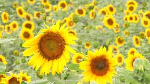 The Anderson’s Sunflowers