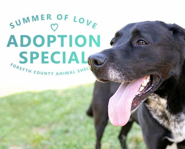 Forsyth County Shelter Free Dog Adoption